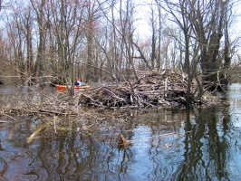 Great Swamp 4-3-10